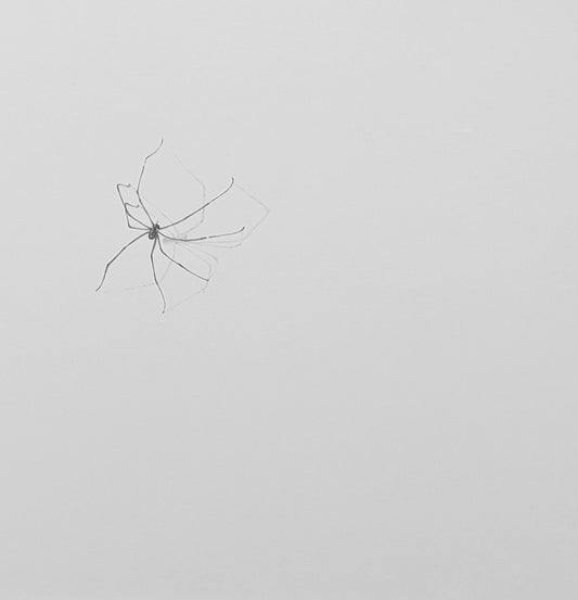 Anybody Home?  by Kate Lund